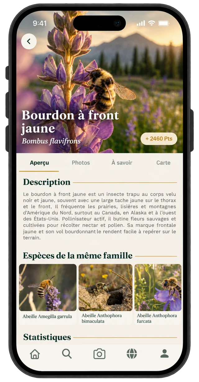 Fiche du Bourdon à front jaune, avec sa description et les espèces proches